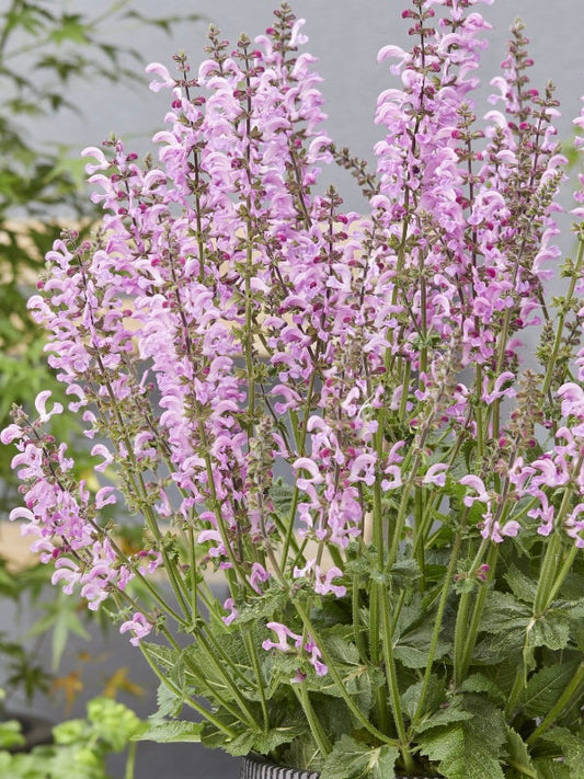 Szałwia łąkowa Salvia pratensis 'Fashionista Moulin Rouge'