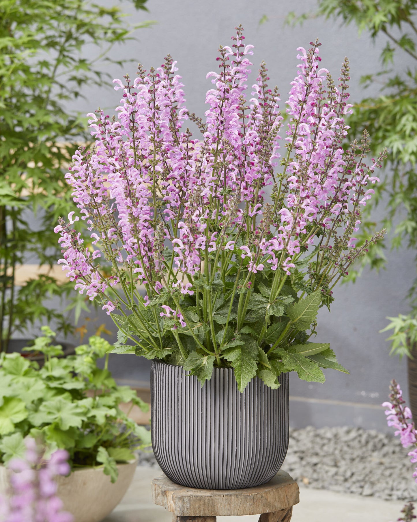 Szałwia łąkowa Salvia pratensis 'Fashionista Moulin Rouge'