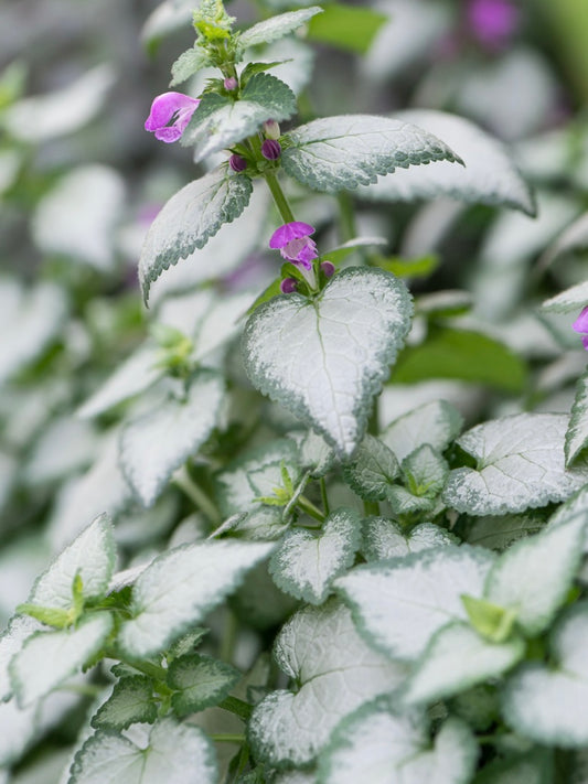 Jasnota plamista Lamium maculatum 'Purple Dragon'