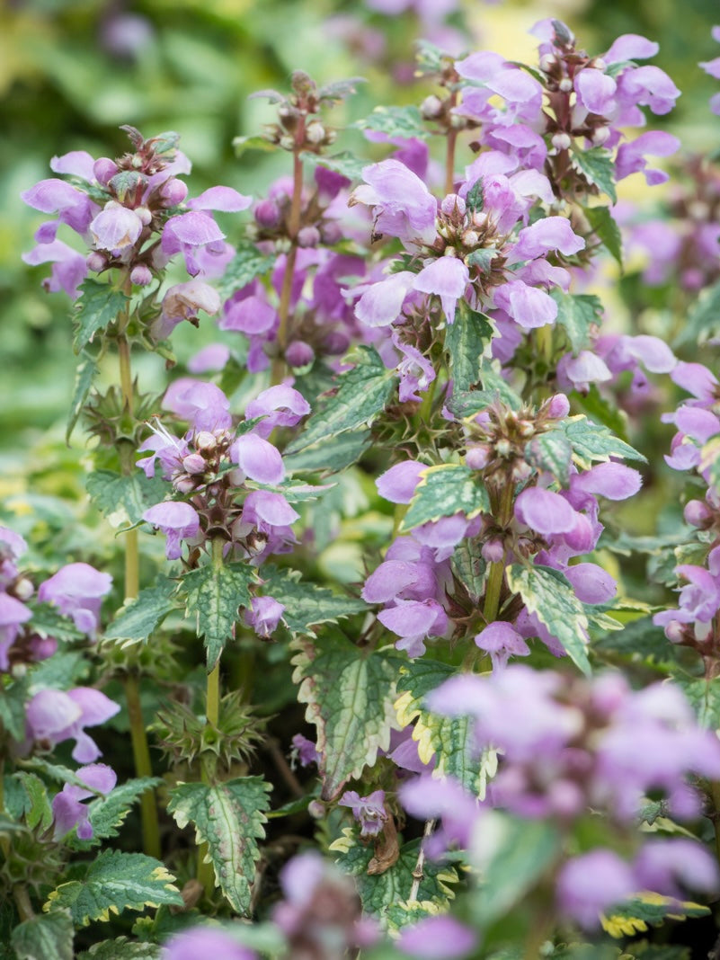 Jasnota plamista Lamium maculatum 'Anne Greenaway'