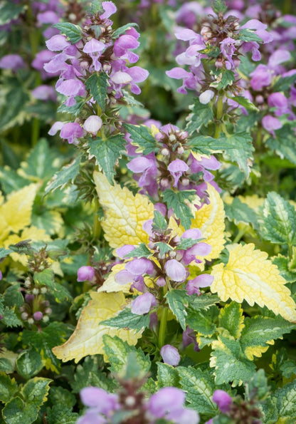 Jasnota plamista Lamium maculatum 'Anne Greenaway'