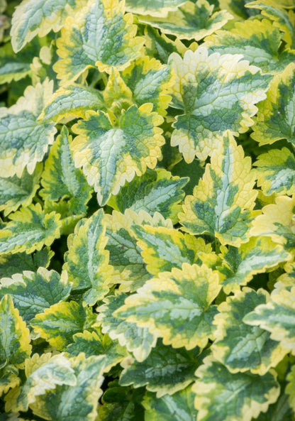 Jasnota plamista Lamium maculatum 'Anne Greenaway'