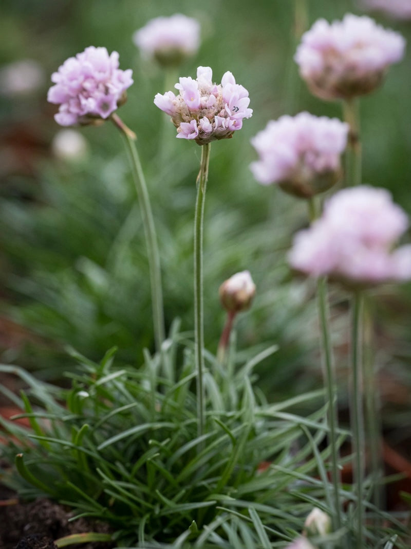 Zawciąg nadmorski Armeria maritima 'Armada Pink'