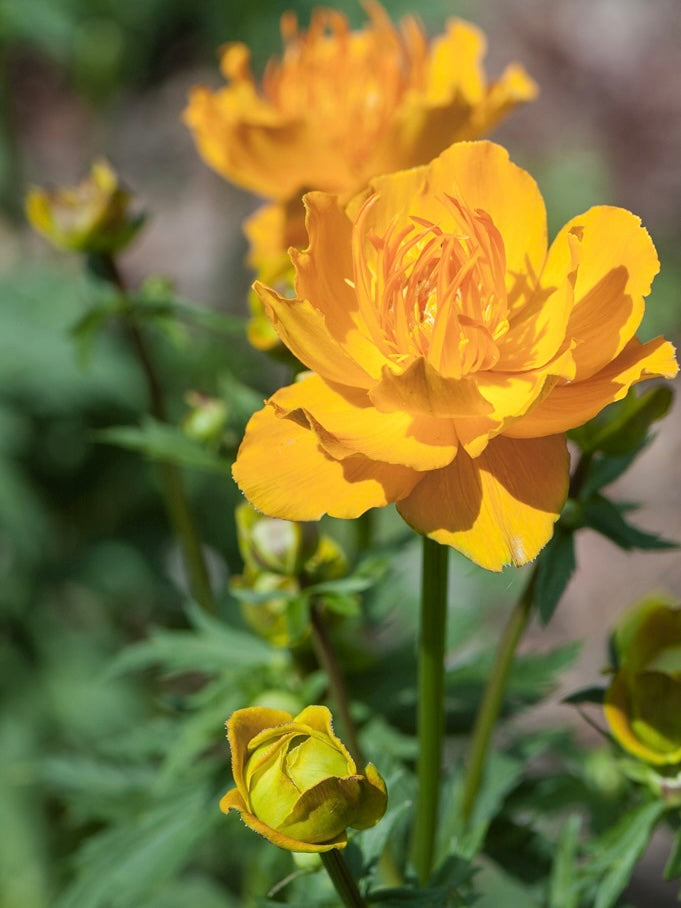Pełnik chiński Trollius chinensis 'Golden Queen'