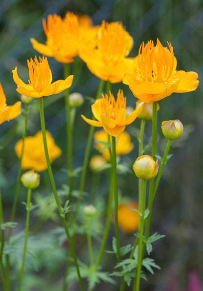 Pełnik chiński Trollius chinensis 'Golden Queen'