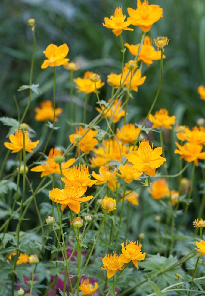 Pełnik chiński Trollius chinensis 'Golden Queen'