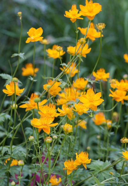 Pełnik chiński Trollius chinensis 'Golden Queen'