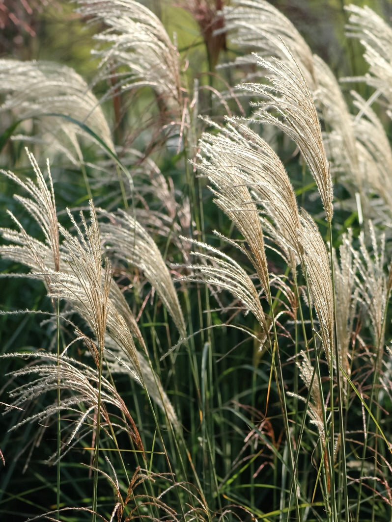 Miskant chiński Miscanthus sinensis 'Graziella'