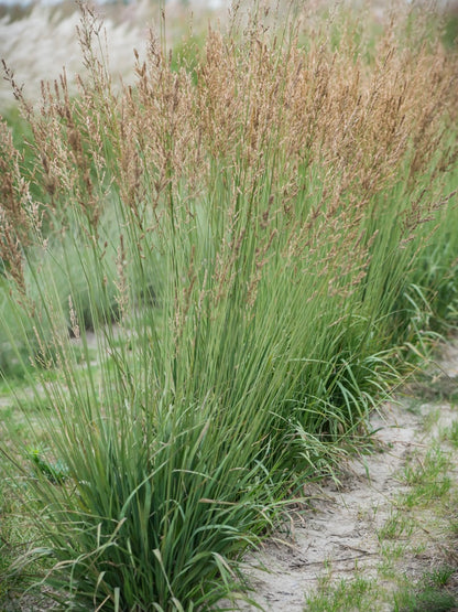 Trzęślica trzcinowata Molinia arundinacea 'Karl Foerster'