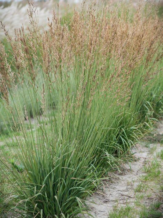 Trzęślica trzcinowata Molinia arundinacea 'Karl Foerster'