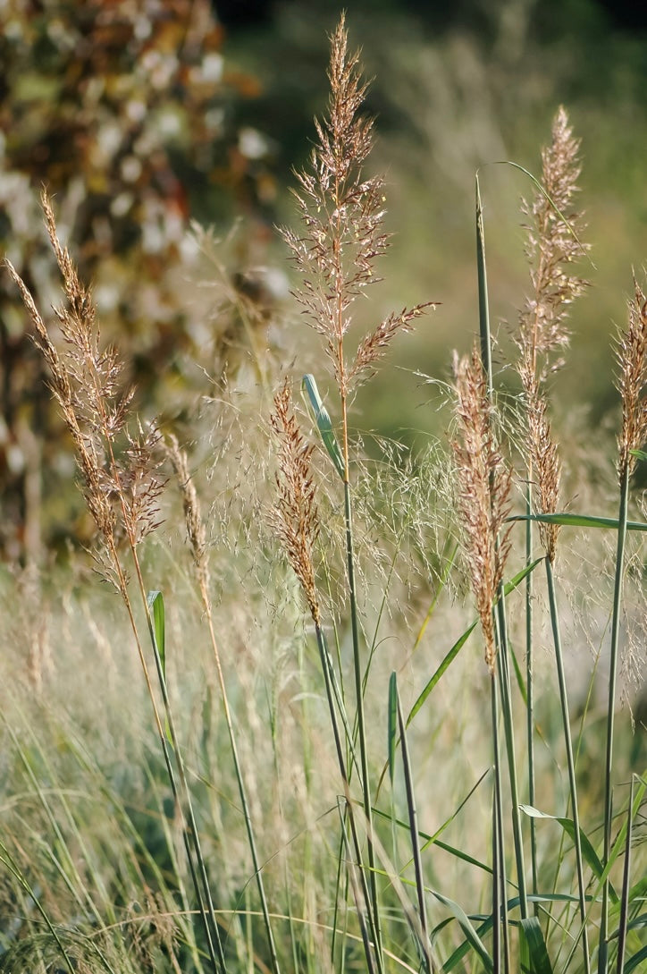 Trzęślica trzcinowata Molinia arundinacea 'Karl Foerster'