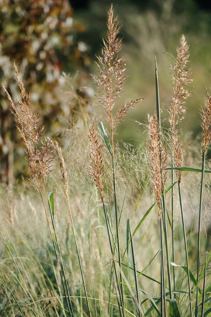 Trzęślica trzcinowata Molinia arundinacea 'Karl Foerster'