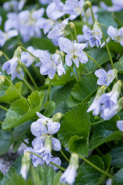 Fiołek motylkowaty Viola sororia 'Freckles'