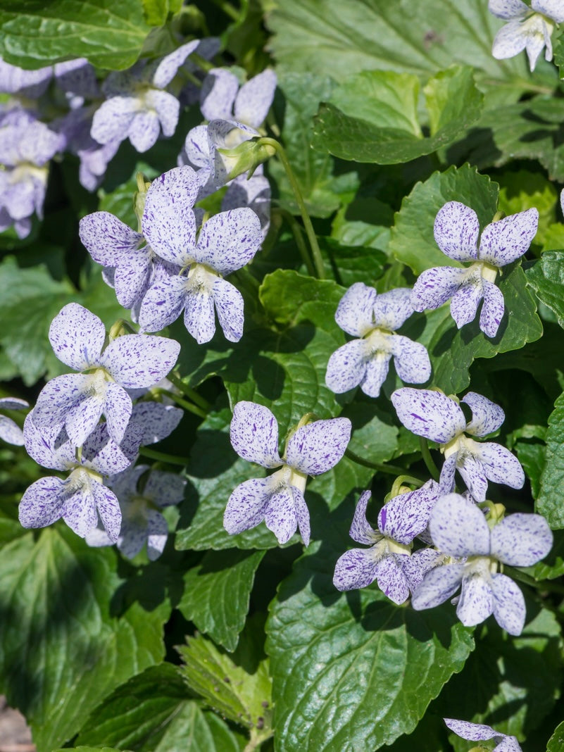 Fiołek motylkowaty Viola sororia 'Freckles'