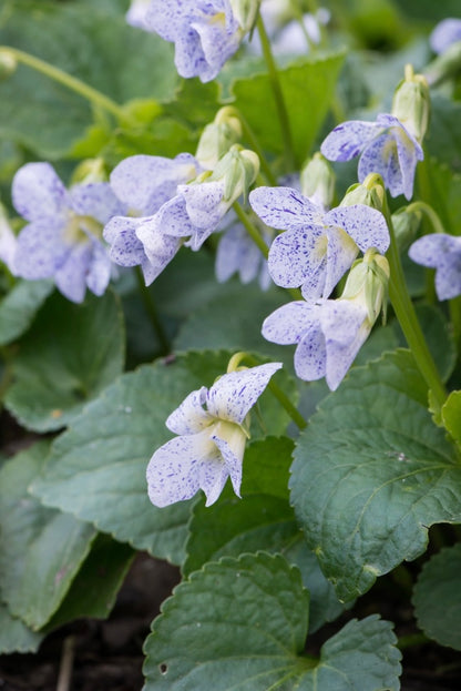 Fiołek motylkowaty Viola sororia 'Freckles'