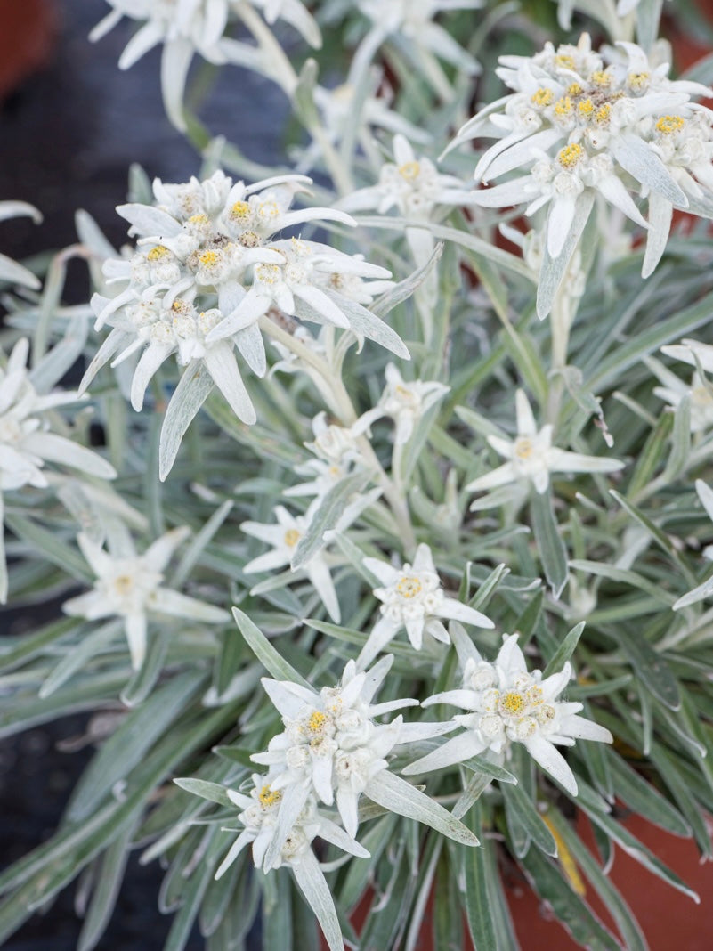 Szarotka alpejska Leontopodium alpinum 'Star of Alps'