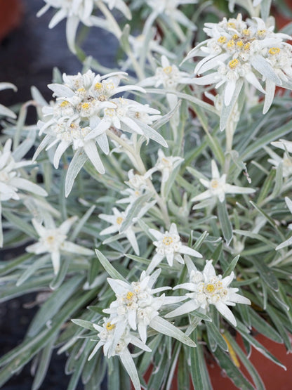 Szarotka alpejska Leontopodium alpinum 'Star of Alps'