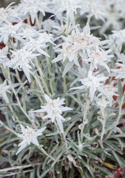 Szarotka alpejska Leontopodium alpinum 'Star of Alps'