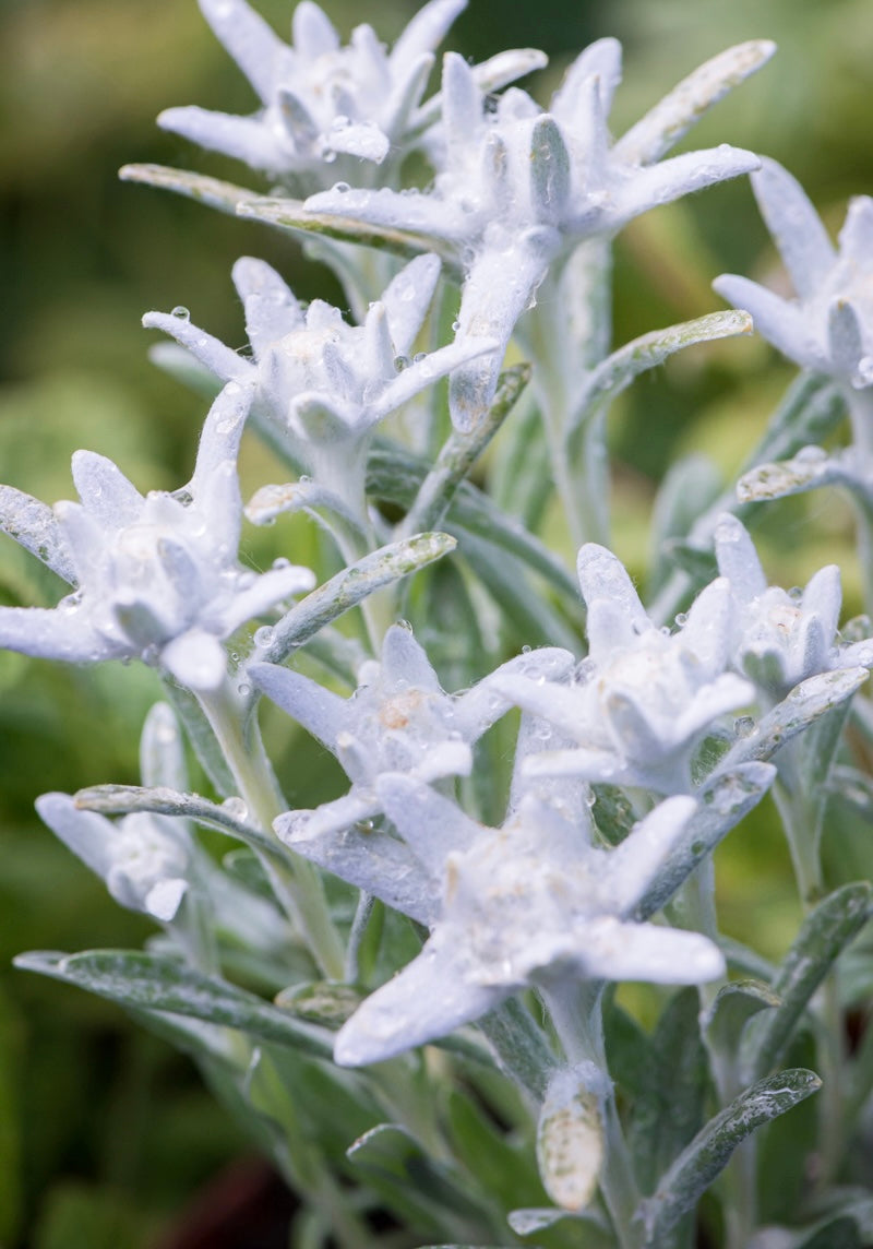 Szarotka alpejska Leontopodium alpinum 'Star of Alps'