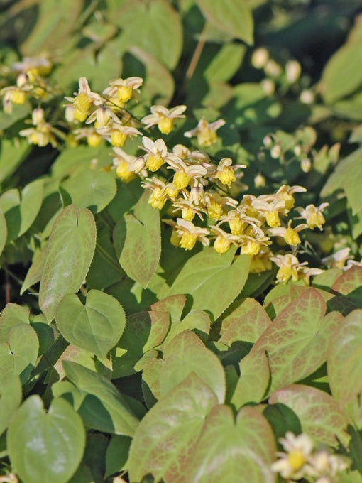 Epimedium pstre Epimedium x versicolor 'Sulphureum'