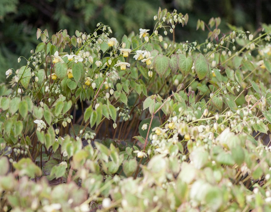 Epimedium pstre Epimedium x versicolor 'Sulphureum'