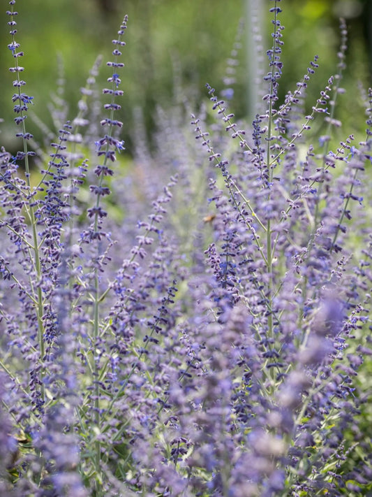 Perowskia łobodolistna Perovskia atriplicifolia 'Zasha'