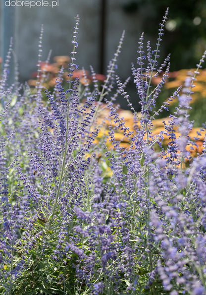 Perowskia łobodolistna Perovskia atriplicifolia 'Zasha'