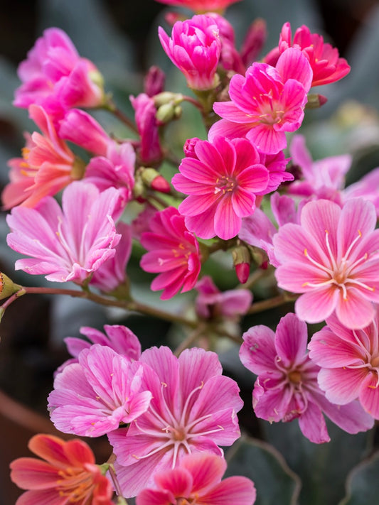 Lewizja liścieniowa Lewisia cotyledon 'Regenbogen'