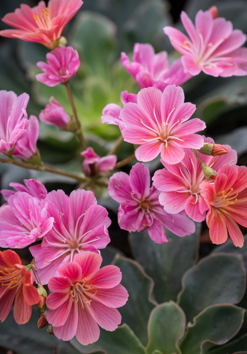 Lewizja liścieniowa Lewisia cotyledon 'Regenbogen'