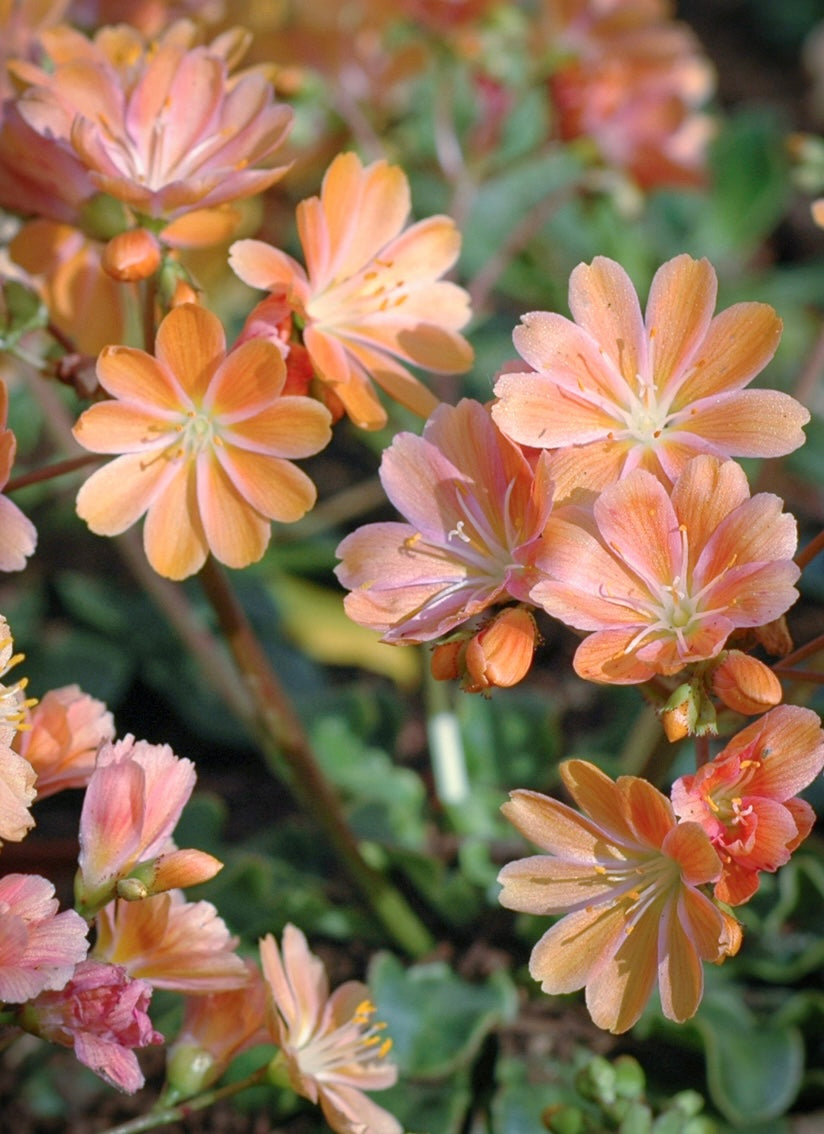 Lewizja liścieniowa Lewisia cotyledon 'Regenbogen'
