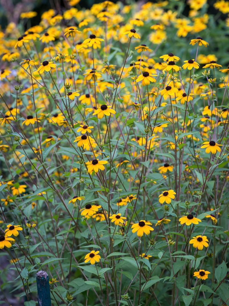 Rudbekia trójklapowa Rudbeckia triloba