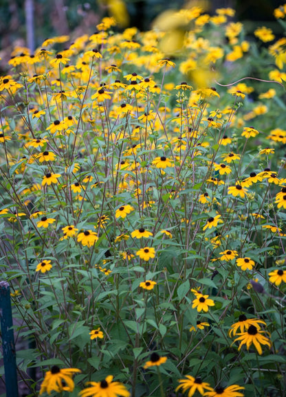 Rudbekia trójklapowa Rudbeckia triloba