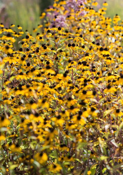 Rudbekia trójklapowa Rudbeckia triloba