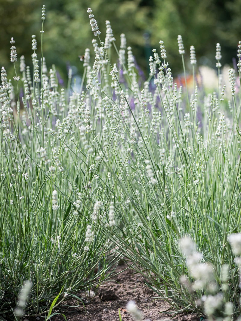 Lawenda pośrednia Lavandula x intermedia 'Exceptional'