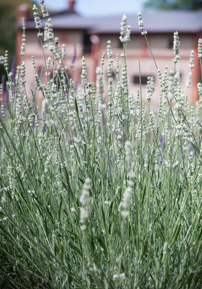 Lawenda pośrednia Lavandula x intermedia 'Exceptional'