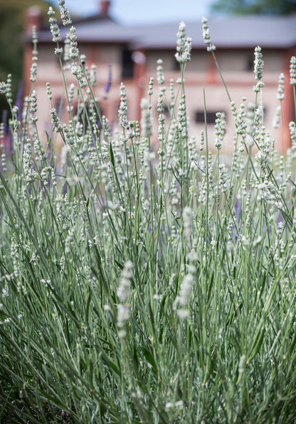 Lawenda pośrednia Lavandula x intermedia 'Exceptional'