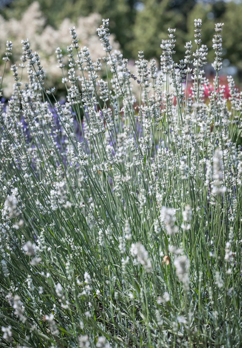 Lawenda pośrednia Lavandula x intermedia 'Exceptional'