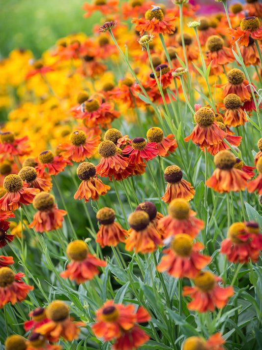 Dzielżan ogrodowy Helenium 'Moerheim Beauty'
