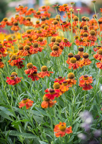 Dzielżan ogrodowy Helenium 'Moerheim Beauty'