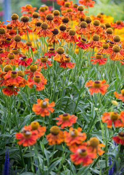 Dzielżan ogrodowy Helenium 'Moerheim Beauty'