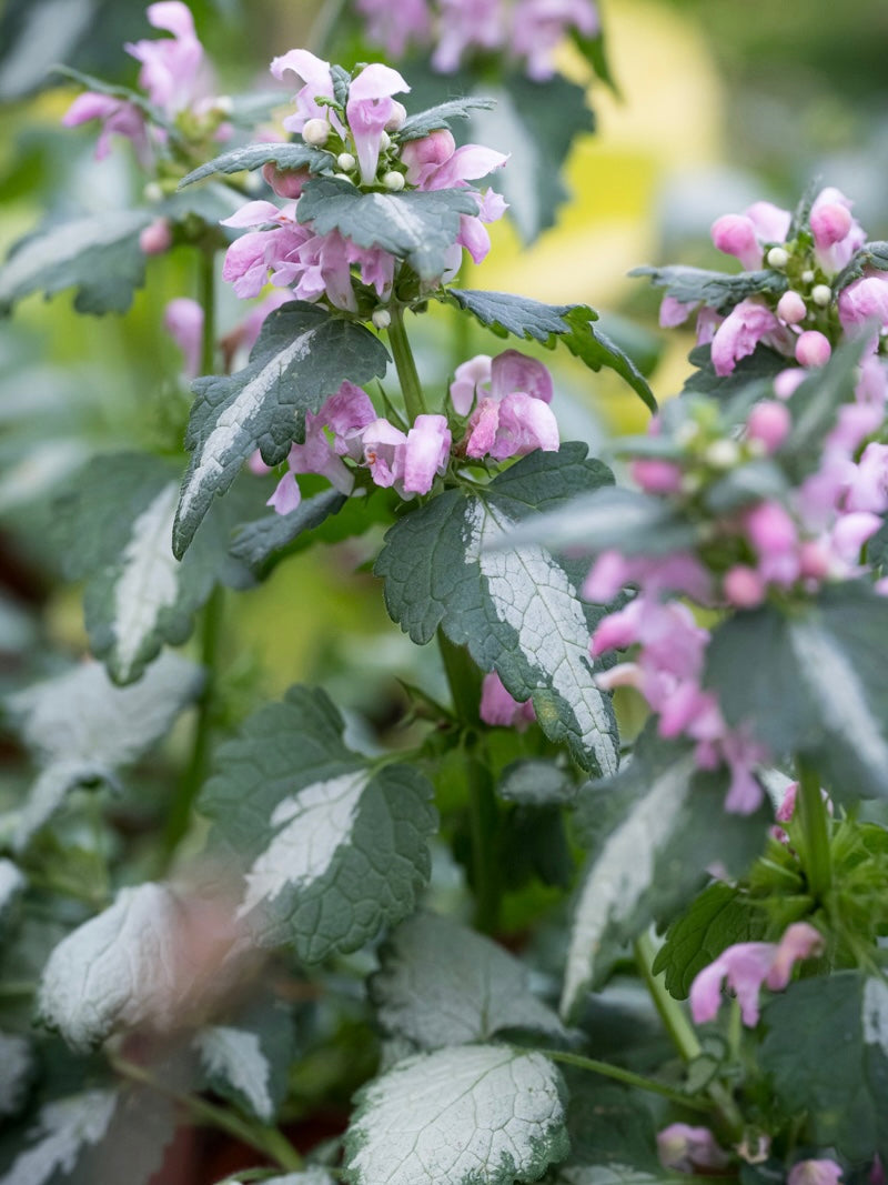 Jasnota plamista Lamium maculatum 'Shell Pink'