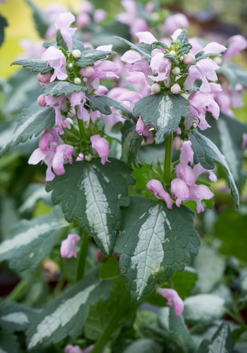 Jasnota plamista Lamium maculatum 'Shell Pink'