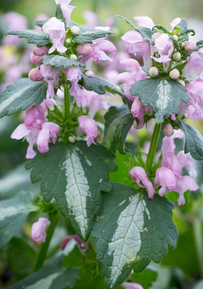 Jasnota plamista Lamium maculatum 'Shell Pink'