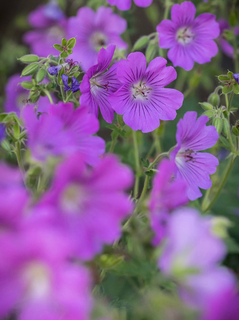 Bodziszek Geranium 'Sirac'