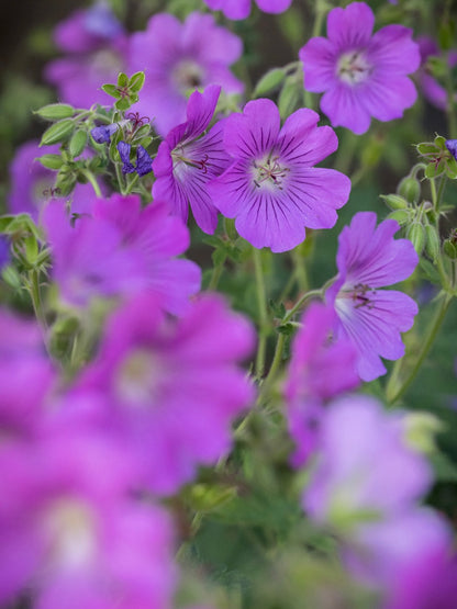 Bodziszek Geranium 'Sirac'
