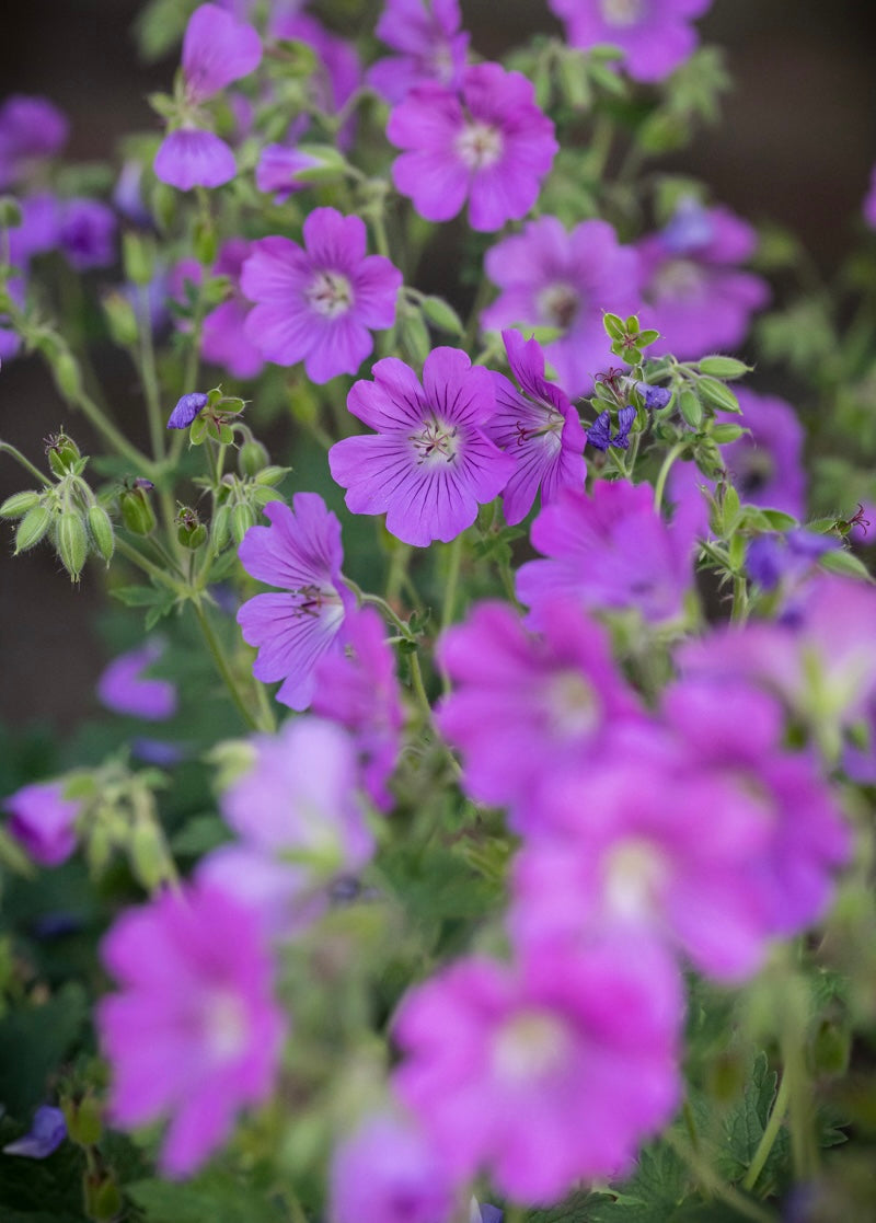 Bodziszek Geranium 'Sirac'
