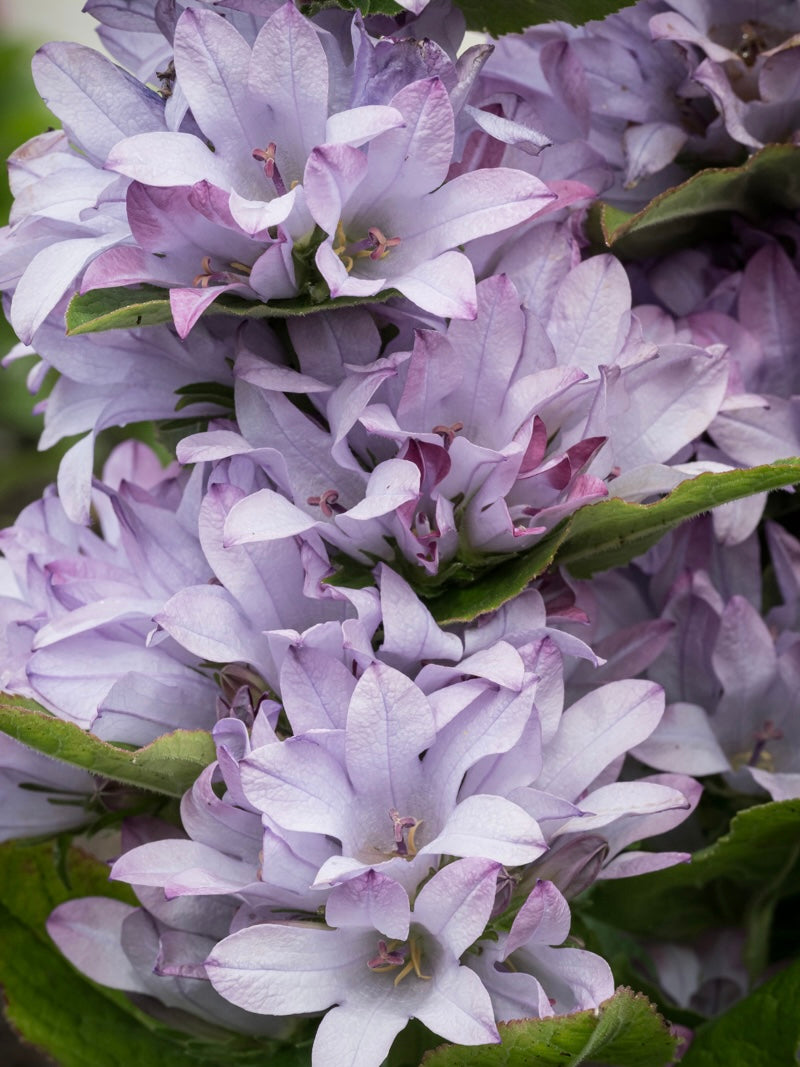 Dzwonek skupiony Campanula glomerata 'Caroline'
