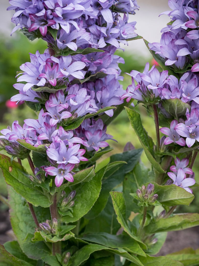 Dzwonek skupiony Campanula glomerata 'Caroline'