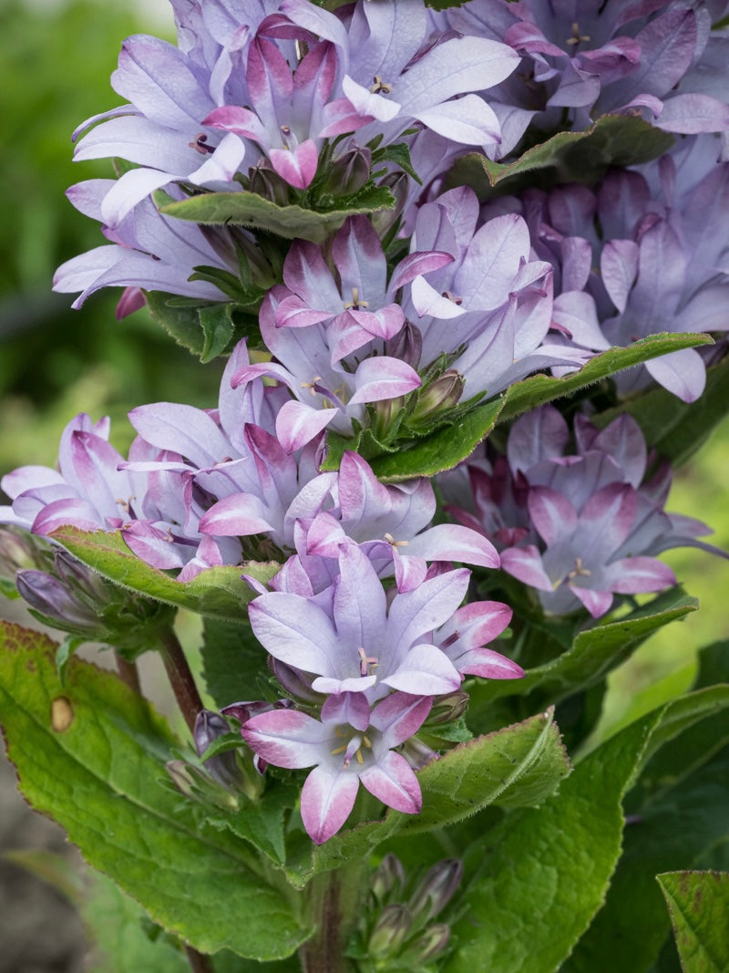 Dzwonek skupiony Campanula glomerata 'Caroline'