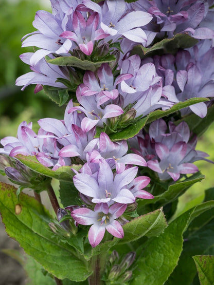 Dzwonek skupiony Campanula glomerata 'Caroline'